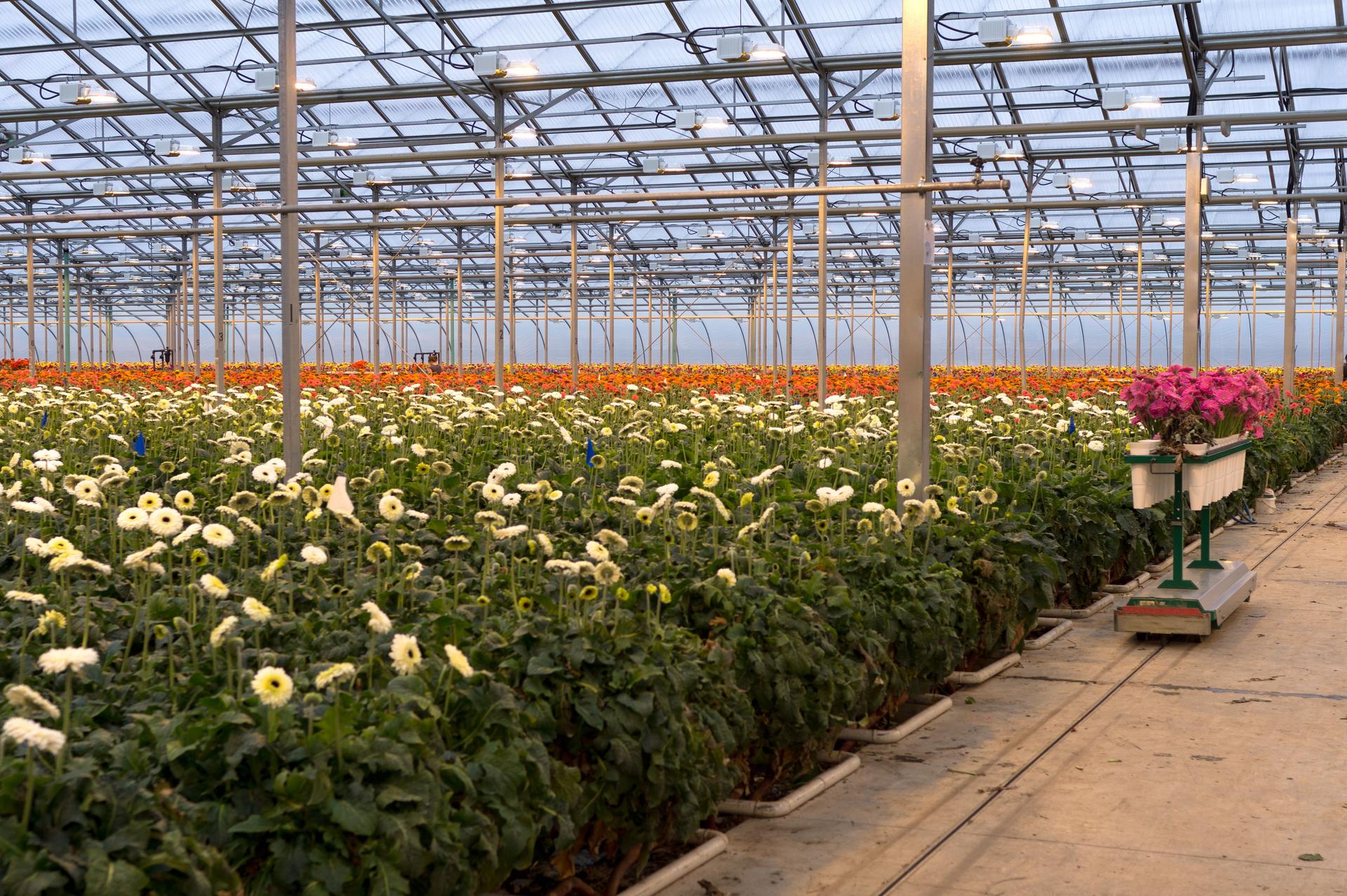 Greenhouse Gerbera Flower Production