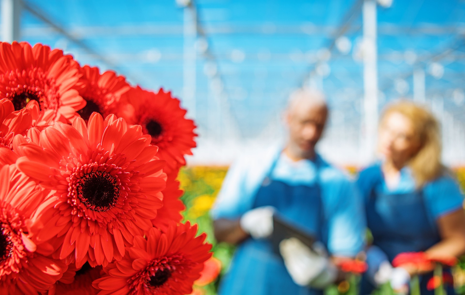 Due lavoratori della serra Gerbera