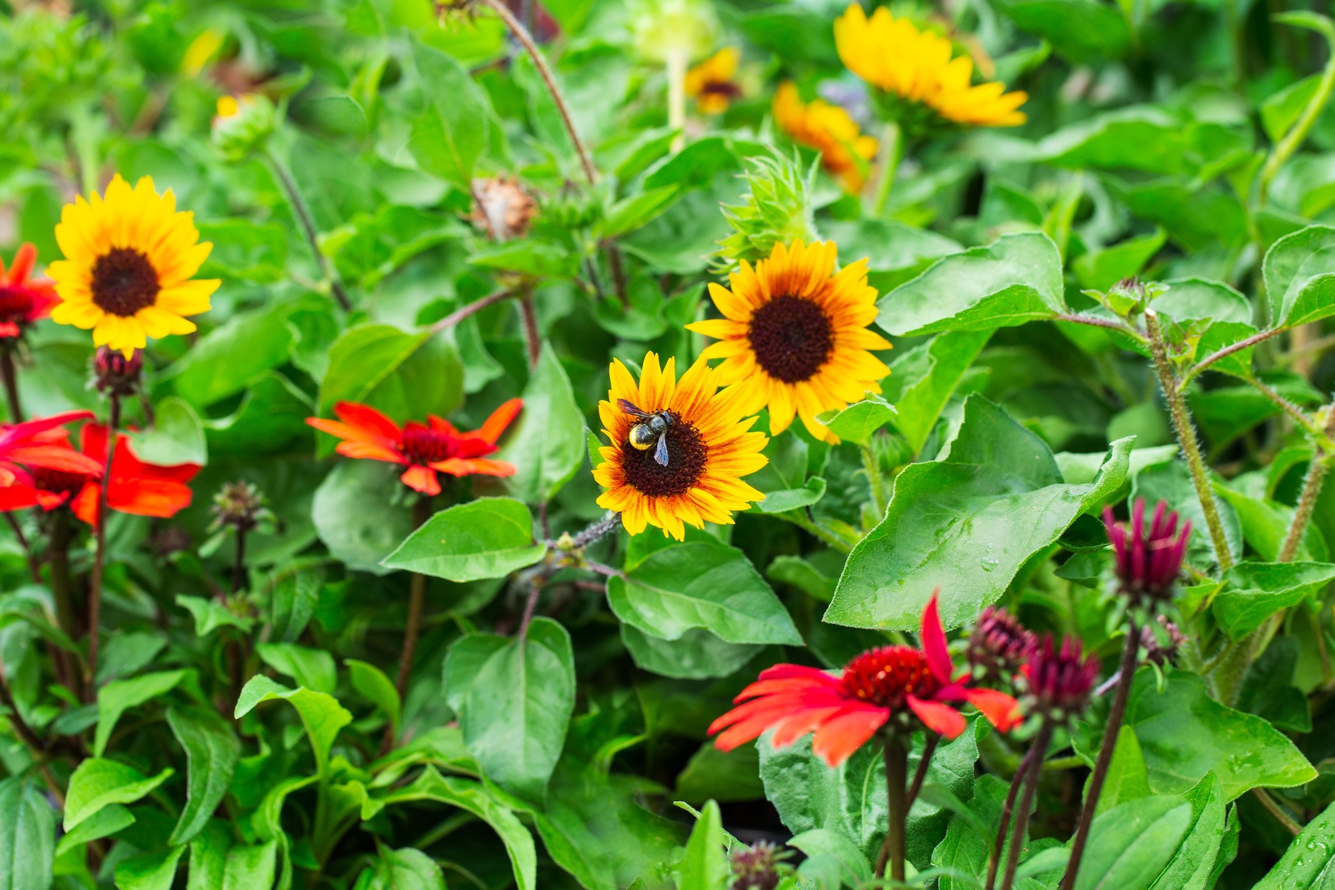 Bee on flower