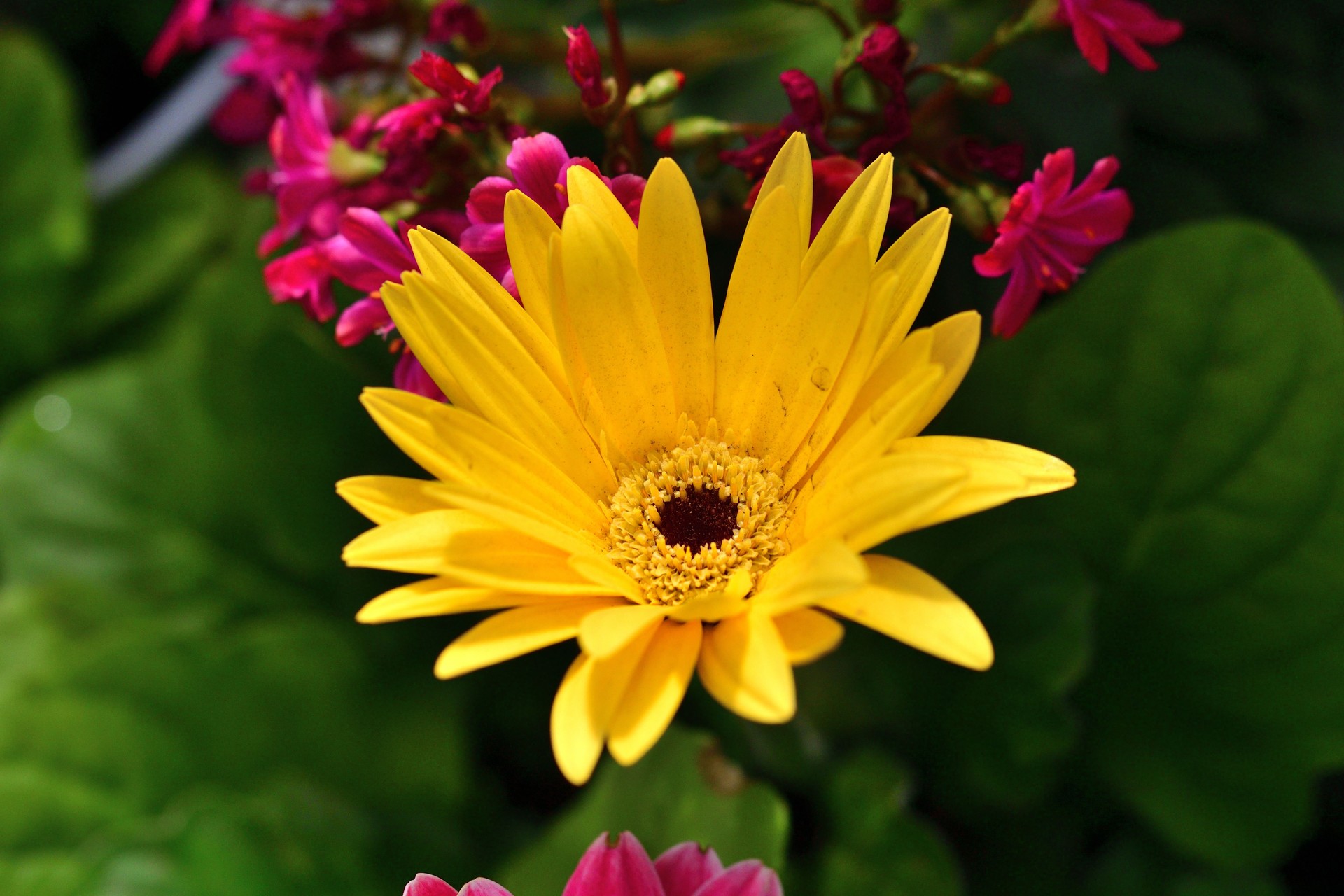 Gerbera Daisy/Gerbera jamesonii: Elegant, Upright, Evergreen Perennial