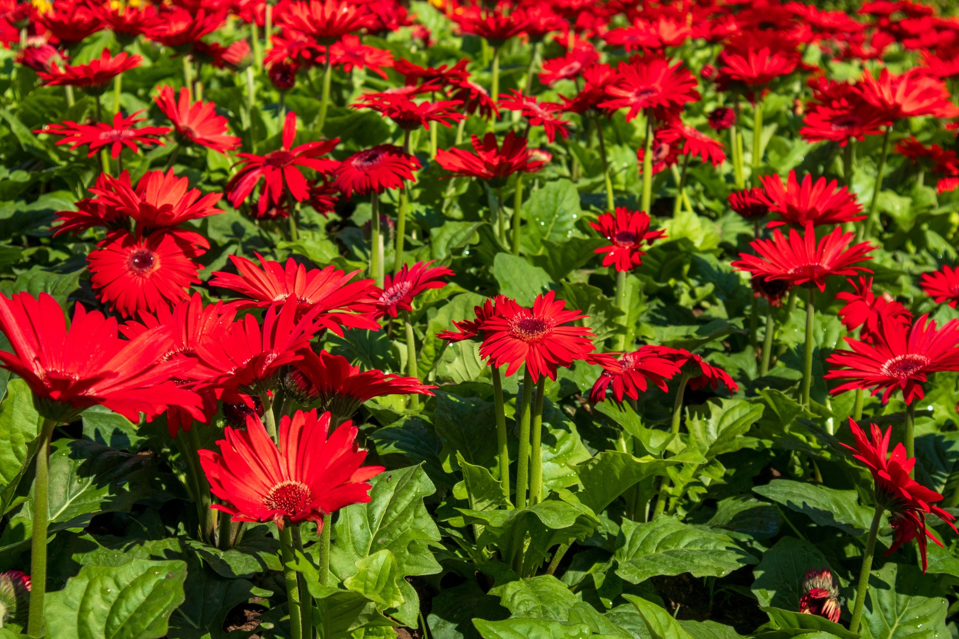 Bellissimi fiori colorati di margherita rossa Barberton (Gerbera jamesonii) in giardino.