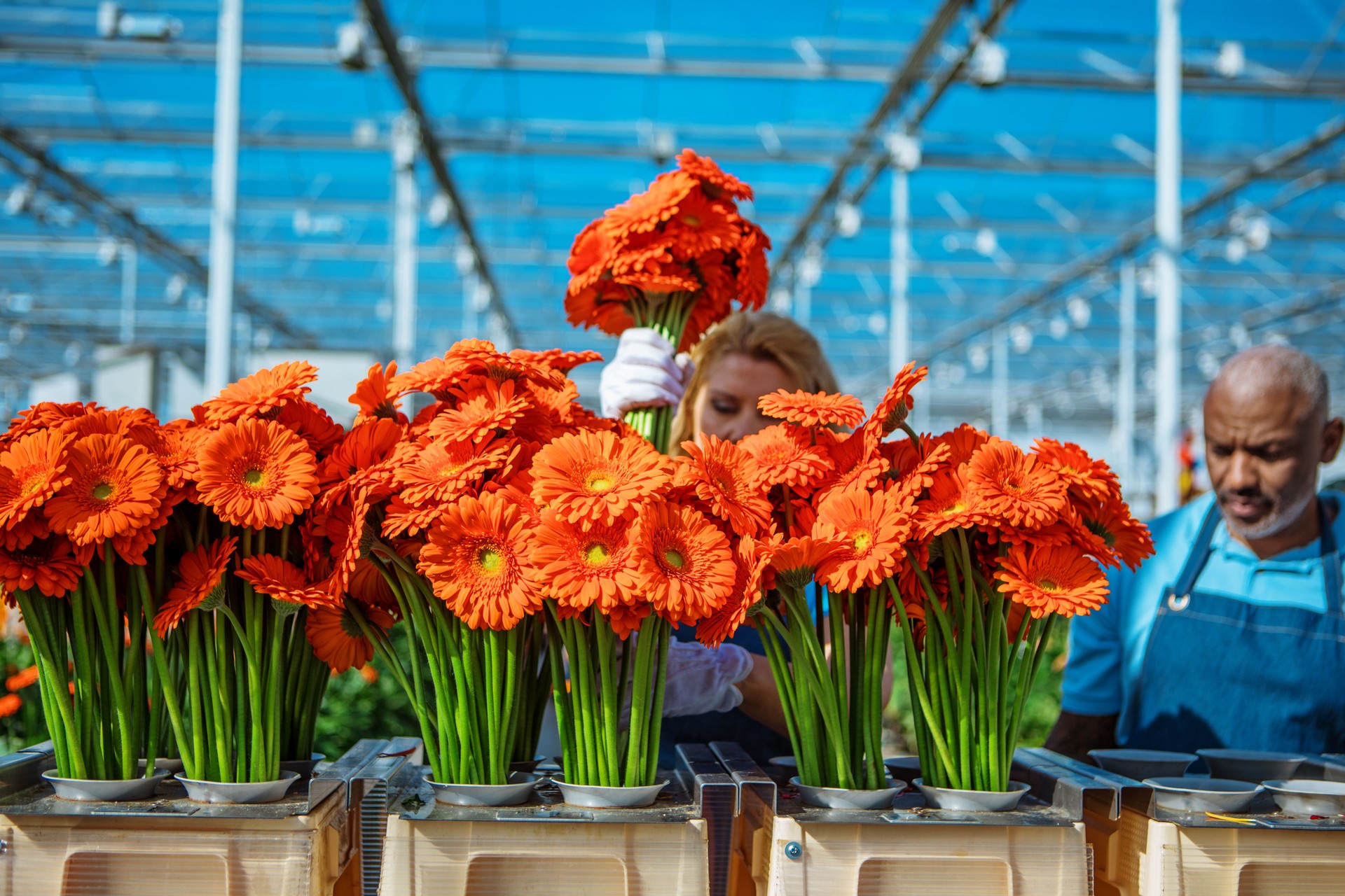 Due lavoratori della serra Gerbera