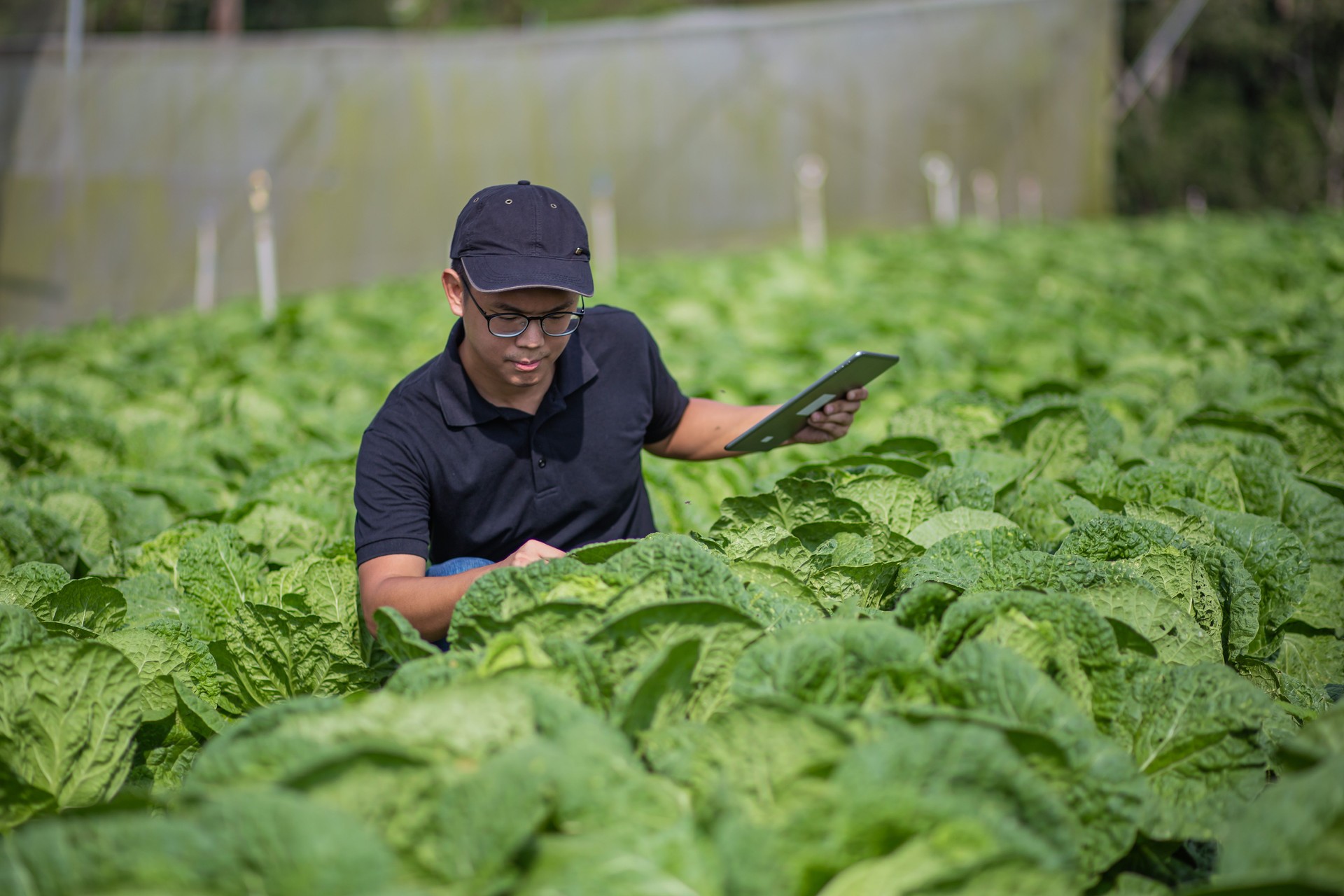 Asian Chinese Farmer esanimate la sua fattoria usando tablet digitale.